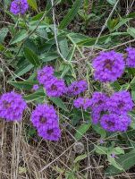 Verbena rigida