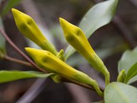 Gelsemium sempervirens