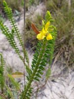 Chamaecrista curvifolia