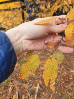 Amelanchier intermedia