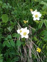 Anemone narcissiflora