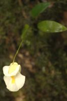 Utricularia alpina
