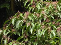 Miconia affinis