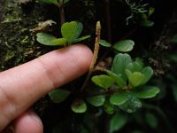 Peperomia quadrifolia