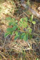 Handroanthus chrysotrichus