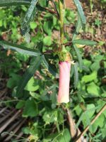 Abelmoschus moschatus