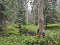 Abies magnifica