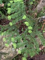 Abies mariesii