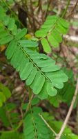 Abrus precatorius