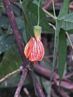 Abutilon pictum