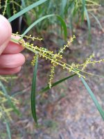 Acacia mucronata