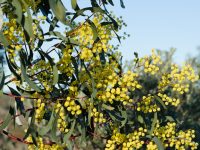 Acacia pycnantha