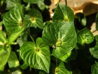 Acalypha australis