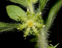 Acanthospermum hispidum