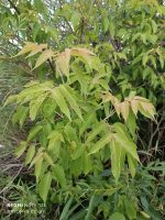 Acer negundo