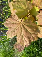 Acer platanoides