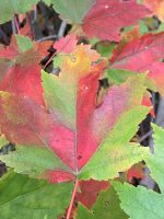 Acer rubrum