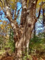 Acer saccharum