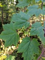 Acer ukurunduense