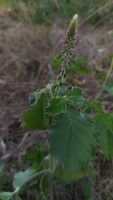 Achyranthes aspera