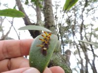 Acianthera macropoda