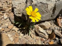 Actinea acaulis