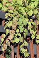 Actinidia kolomikta