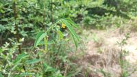 Aeschynomene mollicula