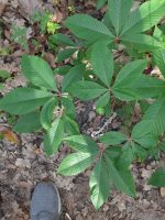 Aesculus pavia