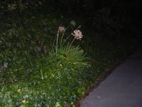 Agapanthus praecox