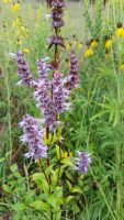 Agastache foeniculum