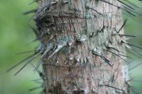 Aiphanes horrida