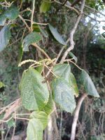 Alchornea glandulosa