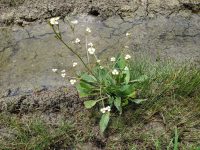 Alisma plantago-aquatica
