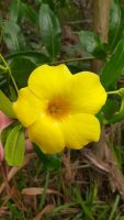 Allamanda cathartica