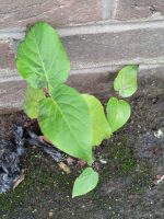 Alnus cordata