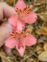 Alstroemeria haemantha