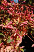 Alternanthera bettzickiana