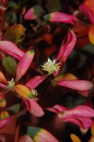 Alternanthera bettzickiana
