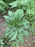 Ambrosia trifida