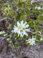 Amelanchier alnifolia