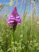Anacamptis pyramidalis
