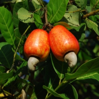 Anacardium occidentale