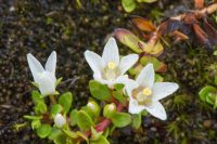 Anagallis filiformis