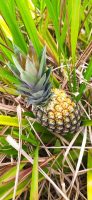 Ananas comosus