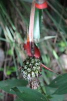 Ananas parguazensis