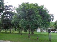 Andira anthelmia