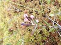 Andromeda polifolia