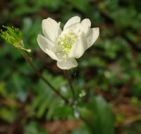 Anemone sellowii