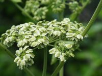 Angelica dahurica